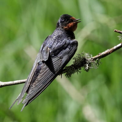 Barn Swallow., Ridgefield NWR, Summer 2022 Barn Swallow