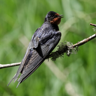 Barn Swallow., Ridgefield NWR, Summer 2022 Barn Swallow