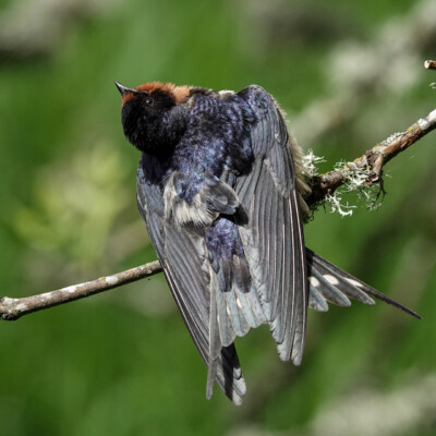 Barn Swallow., Ridgefield NWR, Summer 2022