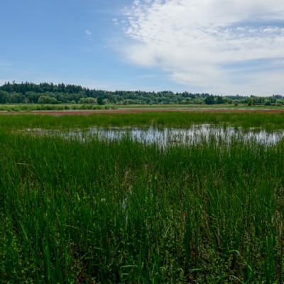 The view from the bird blind, Ridgefield NWR, Summer 2022.
