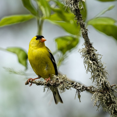 American Goldfinch, Ridgefield NWR, Summer 2022 American Goldfinch