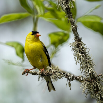 American Goldfinch, Ridgefield NWR, Summer 2022 American Goldfinch