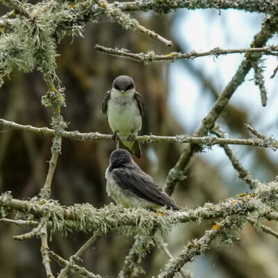 Tree Swallows, Ridgefield NWR, Summer 2022 Tree Swallows