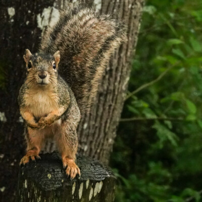"Maybe you have something for a squirrel?" - Oaks Bottom, Summer 2022