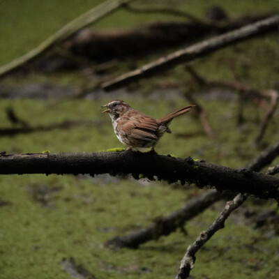 Oaks Bottom, Summer 2022