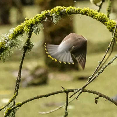 Cedar Waxwing, Oaks Bottom, Summer 2022