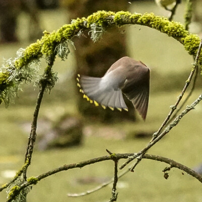 Cedar Waxwing, Oaks Bottom, Summer 2022