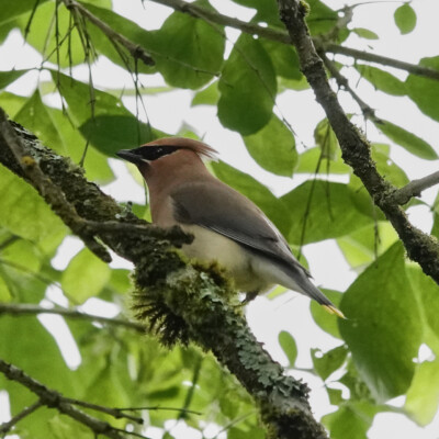 Cedar Waxwing, Oaks Bottom, Summer 2022