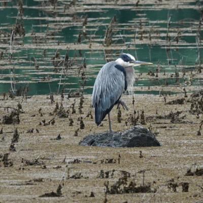 Heron, Oaks Bottom, Summer 2022