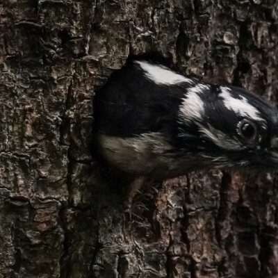 Downy Woodpecker, Oaks Bottom, Summer 2022