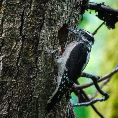 Downy Woodpecker, Oaks Bottom, Summer 2022