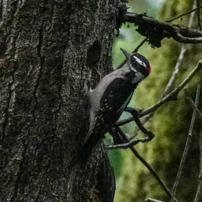 Downy Woodpecker, Oaks Bottom, Summer 2022