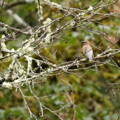 Cedar Waxwing