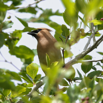 Cedar Waxwing, Jackson Bottom, Summer 2022