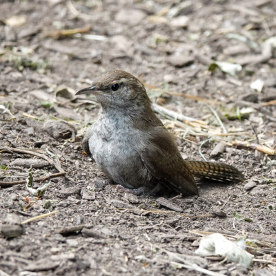 Marsh Wren dust bath, Jackson Bottom, Summer 2022