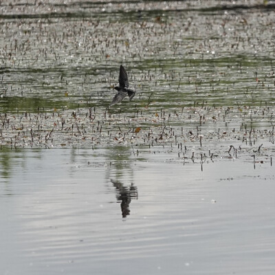 Swallow aerobatics over the wetlands.