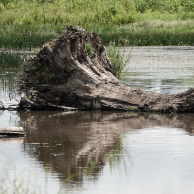 Jackson Bottom Wetlands, Summer 2022