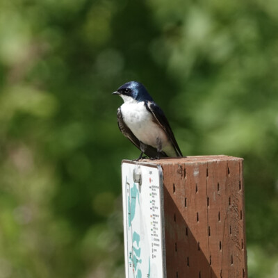 Tree Swallow, Jackson Bottom, Summer 2022