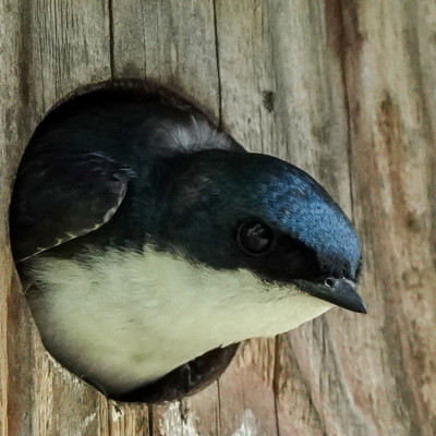 Tree Swallow, Jackson Bottom, Summer 2022 There was a row of bird houses along one section of the trail, most populated with cautious young swallows peeking out at passers-by.