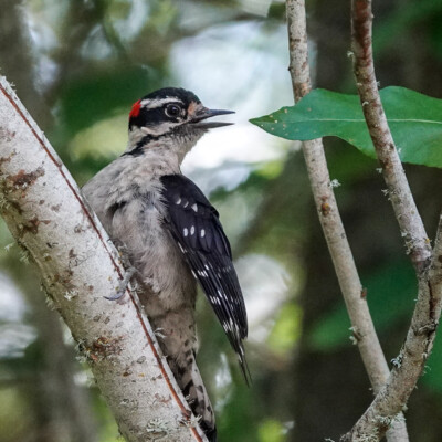Downy Woodpecker, Jackson Bottom, Summer 2022