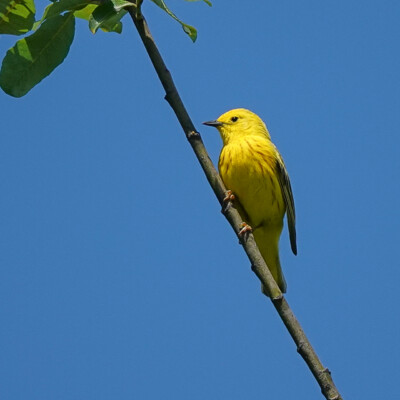 Yellow Warbler, Jackson Bottom, Summer 2022