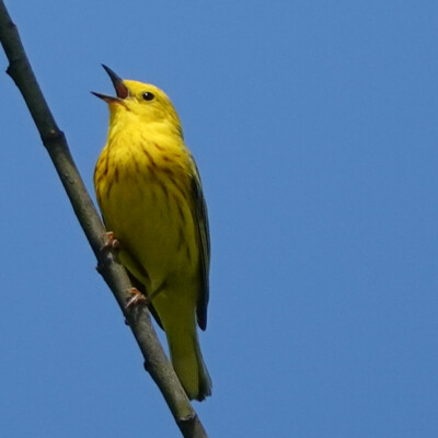 Yellow Warbler, Jackson Bottom, Summer 2022