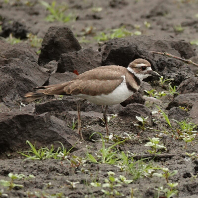 Killdeer at Koll Center Wetlands, Summer 2022