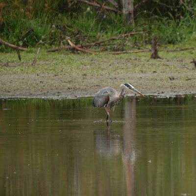 This Great Blue Heron and I surprised each other when I first arrived, and it moved its hunting to a safe distance away. After a while, it came back to the shore across the wetlands from my observation spot.