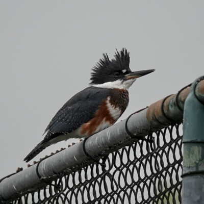 Kingfisher at Koll Center Wetlands, Summer 2022