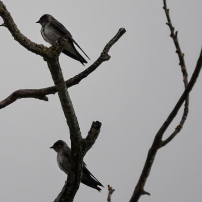 I was thinking this could be two of the barn swallows I saw flying over the water, but Merlin identified them as Purple Martins from their calls.