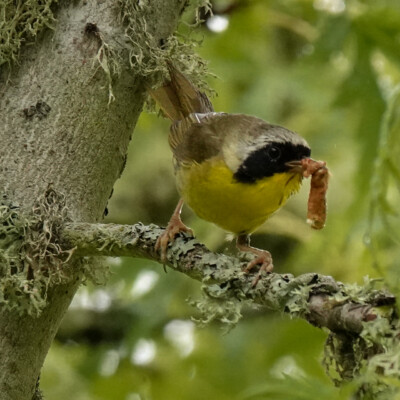 This Common Yellowthroad was shy, mostly staying out of sight with its prize.