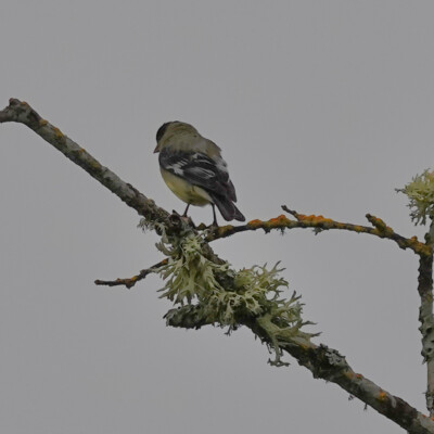 I didn’t get a great view of this one; it kept facing away whenever it stopped. I’d guess it’s a Lesser Goldfinch, but I wish I got a better view of its head..