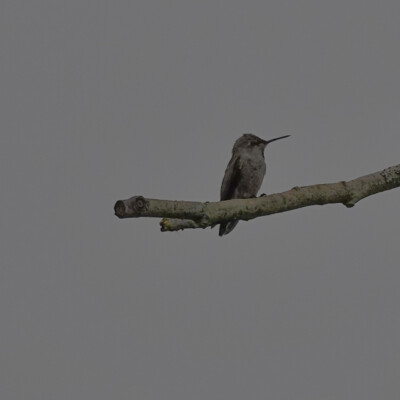 From its behavior and location, this is probably an immature Anna’s Hummingbird. No visible color; but it and its partner were taking turns harassing whatever other bird landed in their tree.