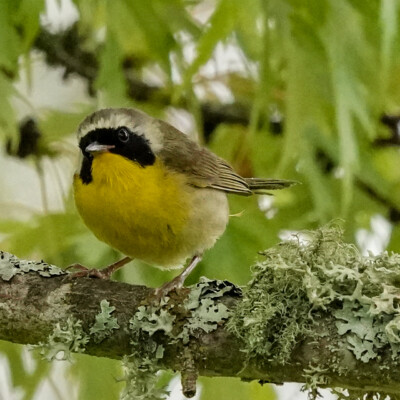 A Common Yellowthroat, along the path near Fanno Farmhouse, Summer 2022