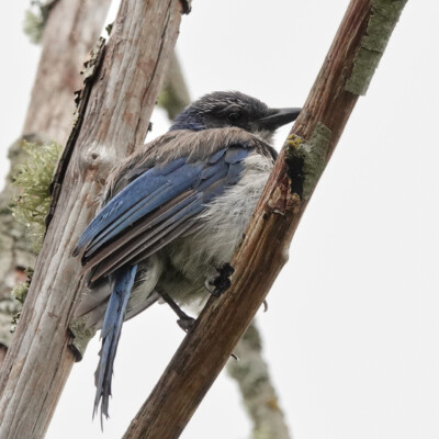 This Scrub Jay and its compatriot on an adjacent branch were quite subdued compared to the pair that share our backyard.