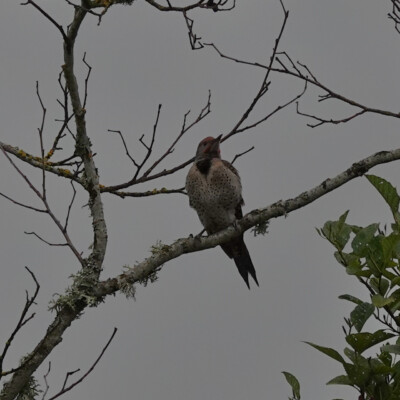 A pair of Flickers were moving from tree to tree, calling when they stopped but invisible except when in flight. This was the closest I got to one at rest.