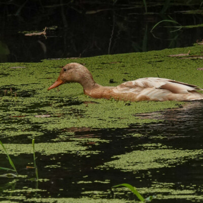 An unidentified duck, perhaps a domestic breed, on Fanno Creek, Summer 2022