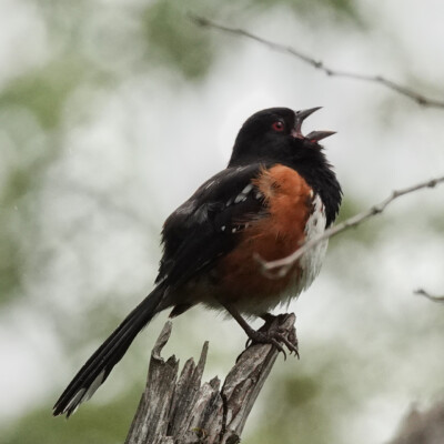 Singing Towhee along the path at Fanno Farmhouse, Summer 2022 This Spotted Towhee had lots to say.