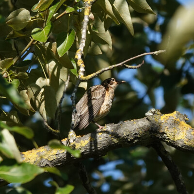 Juvenile Robin