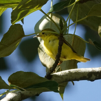Yellowthroat, Smith & Bybee, Summer 2022