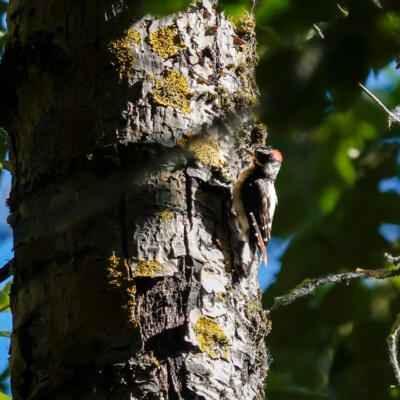 Downy Woodpecker