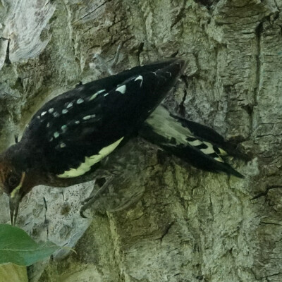 Yellow Bellied Sapsucker in the shadows