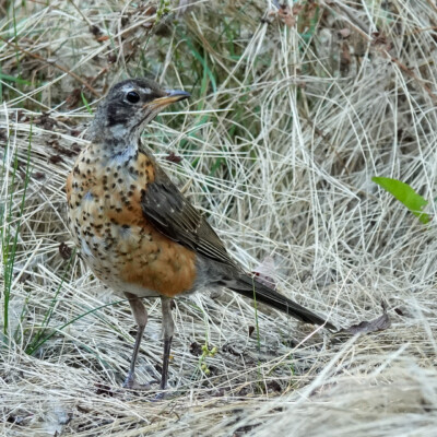 Juvenile Robin