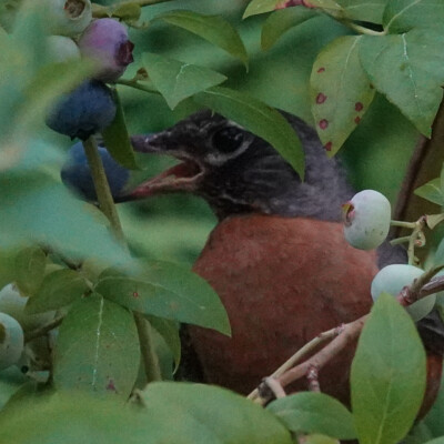 Robin in the blueberries, Summer, 2022 Here are a few photos from earlier in the week. Caught this Robin in the act.
