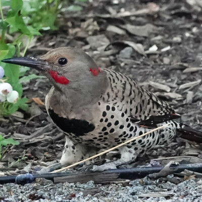 Flicker in the backyard, Summer 2022.