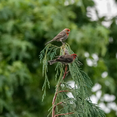 Finches waiting their turn for blueberries, Summer, 2022