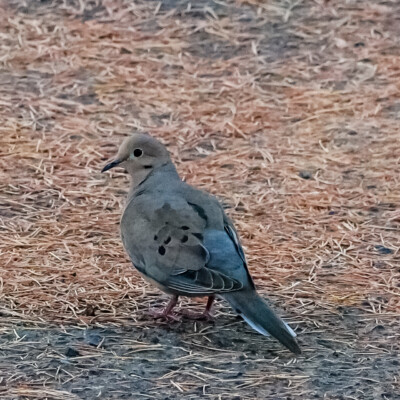Eurasian Collared Dove in the yard, Summer 2022