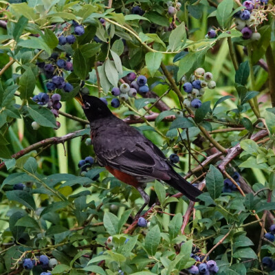 Robin feasting on backyard blueberries, Summer, 2022
