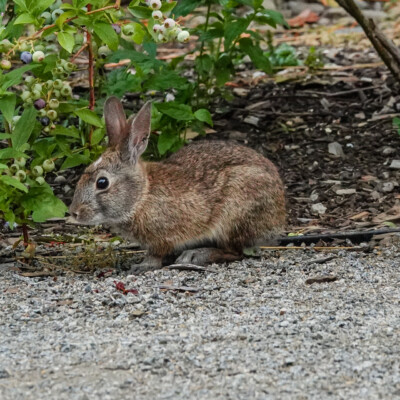 Backyard rabbit, Summer 2022