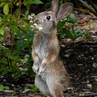 Rabbit sampling blueberries in our backyard, Summer 2022.